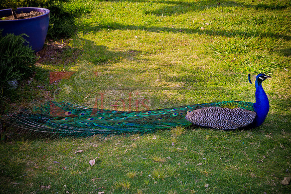 IMG_1014-Edit
